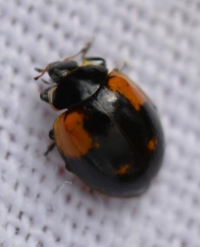 Réf. 267 579 : Adalia bipunctata